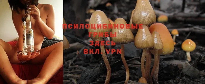 Галлюциногенные грибы MAGIC MUSHROOMS Вязники